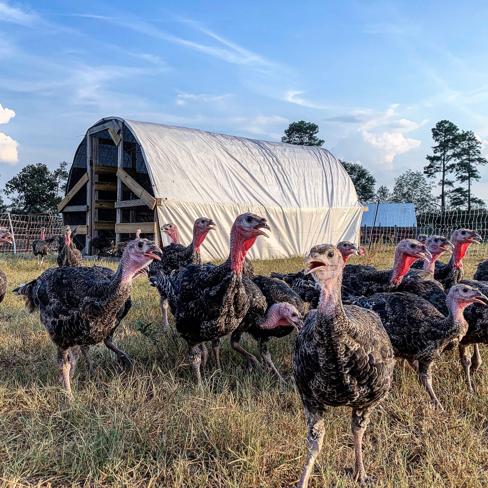 Turkey Reservation — Pasture-Raised Turkeys